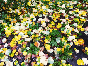 地面を彩る落ち葉が独特で、一枚。