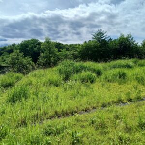 360坪の遊び場眺望